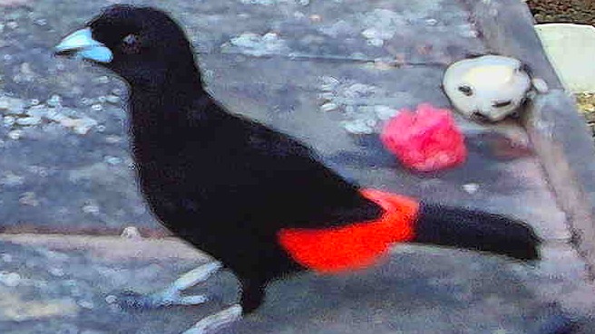 Scarlet-rumped Tanager