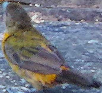 Flame-rumped Tanager
