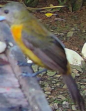 Palm Tanager