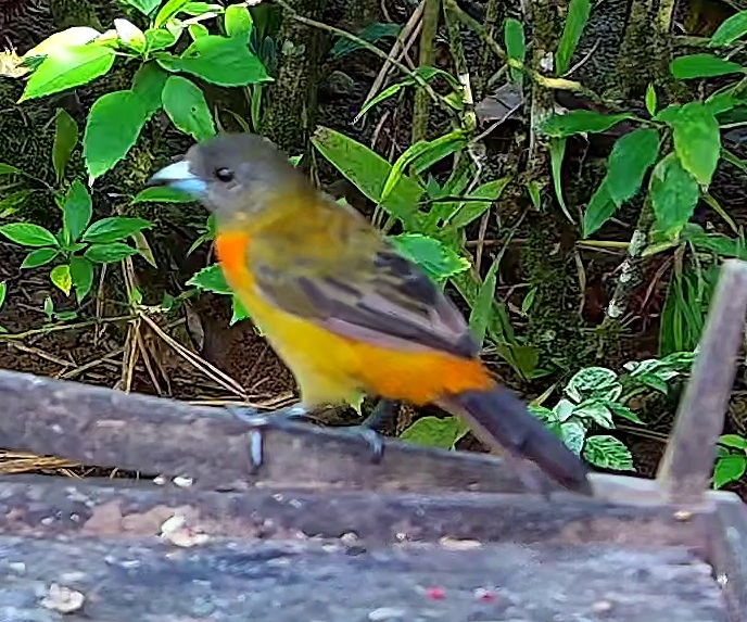Scarlet-rumped Tanager