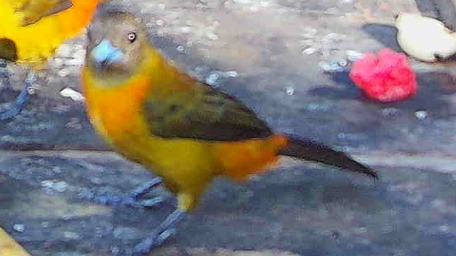 Flame-rumped Tanager