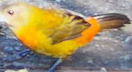 Flame-rumped Tanager