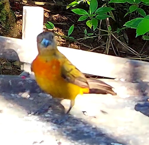 Flame-rumped Tanager