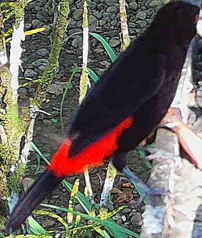 Flame-rumped Tanager
