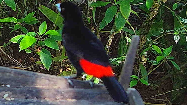 Scarlet-rumped Tanager