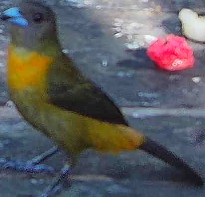 Flame-rumped Tanager