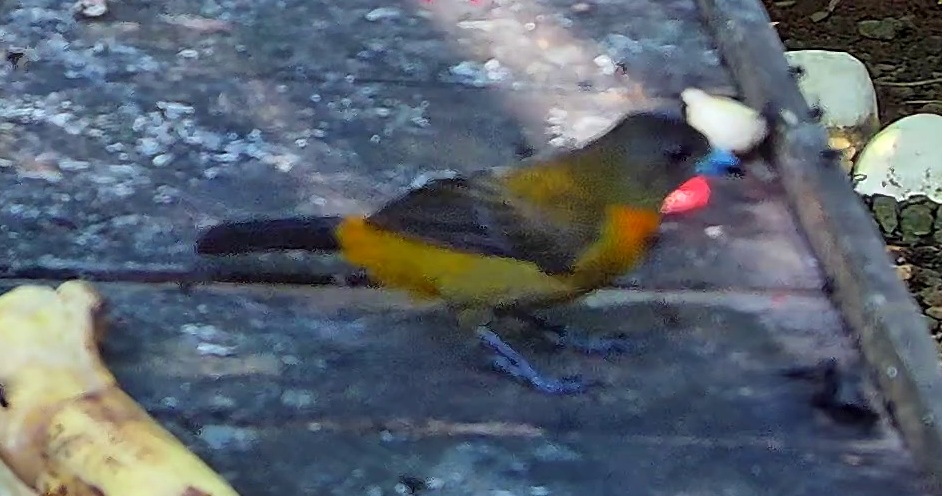 Yellow-crowned Euphonia