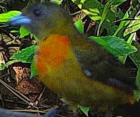 Scarlet-rumped Tanager