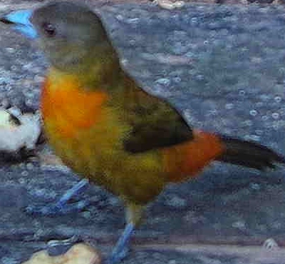 Passerini's Tanager
