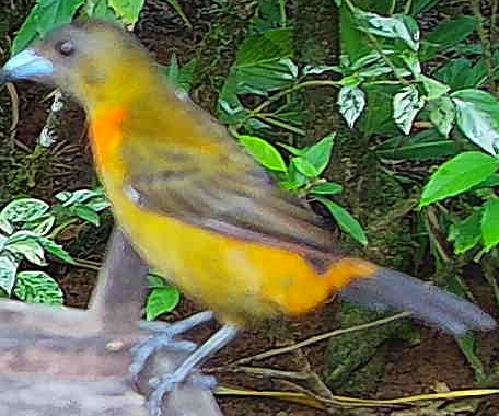 Flame-rumped Tanager