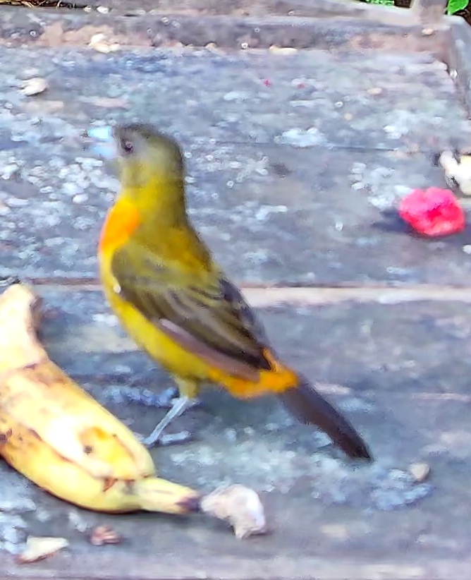 Yellow-backed Oriole