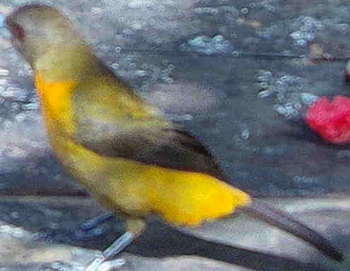 Flame-rumped Tanager
