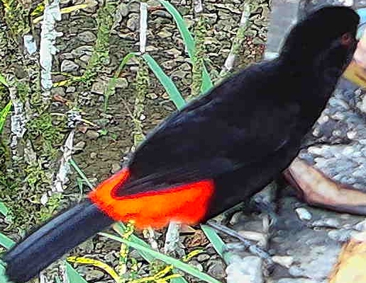 Flame-rumped Tanager