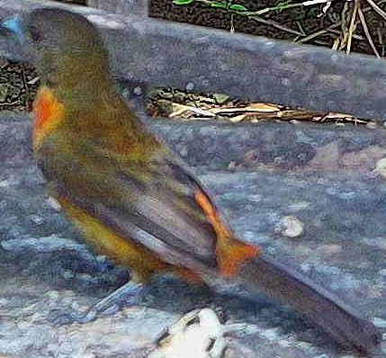 Cherrie's tanager