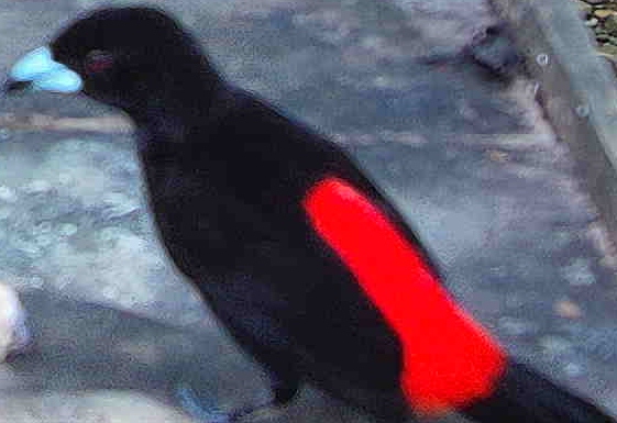 Scarlet-rumped Tanager