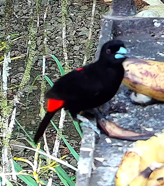 Scarlet-rumped Tanager