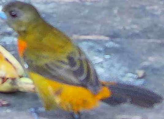 Flame-rumped Tanager