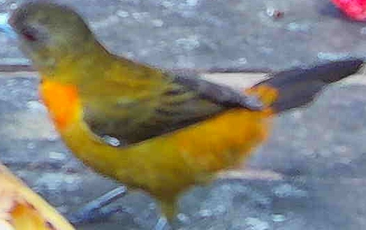 Flame-rumped Tanager