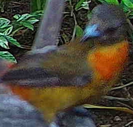 Orange-billed sparrow