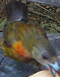 Flame-rumped Tanager