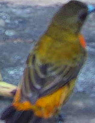Orange-bellied Euphonia
