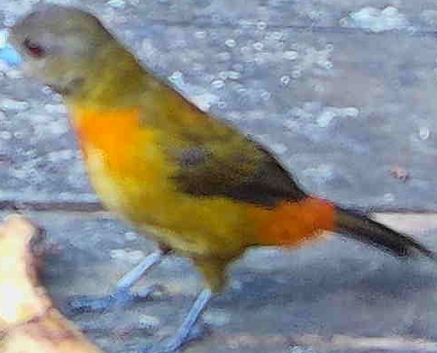 Cherrie's Tanager