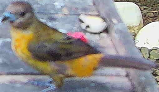 Flame-rumped Tanager
