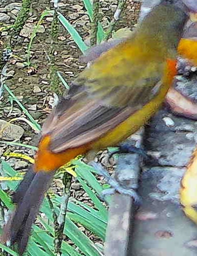 Olive-backed tanager