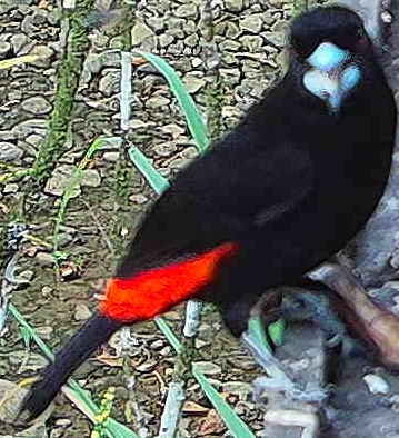 Scarlet-rumped Tanager