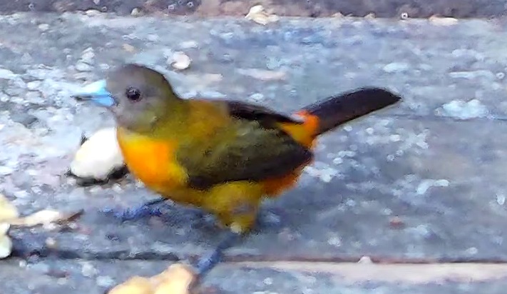 Scarlet-rumped Tanager