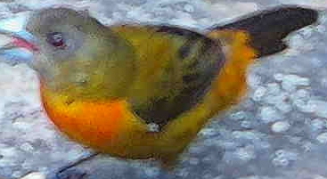 Flame-rumped Tanager