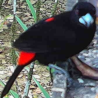 Scarlet-rumped Tanager