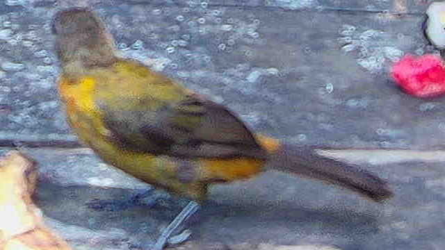 Flame-rumped Tanager