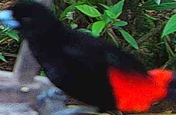 Cherrie's tanager