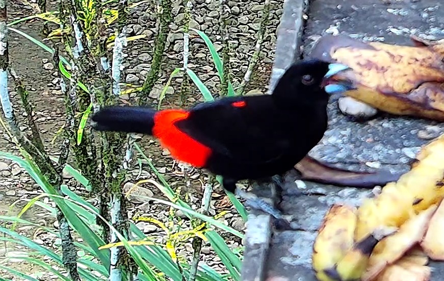 Cherrie's tanager