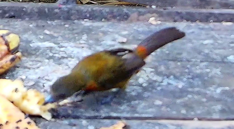 Passerine bird