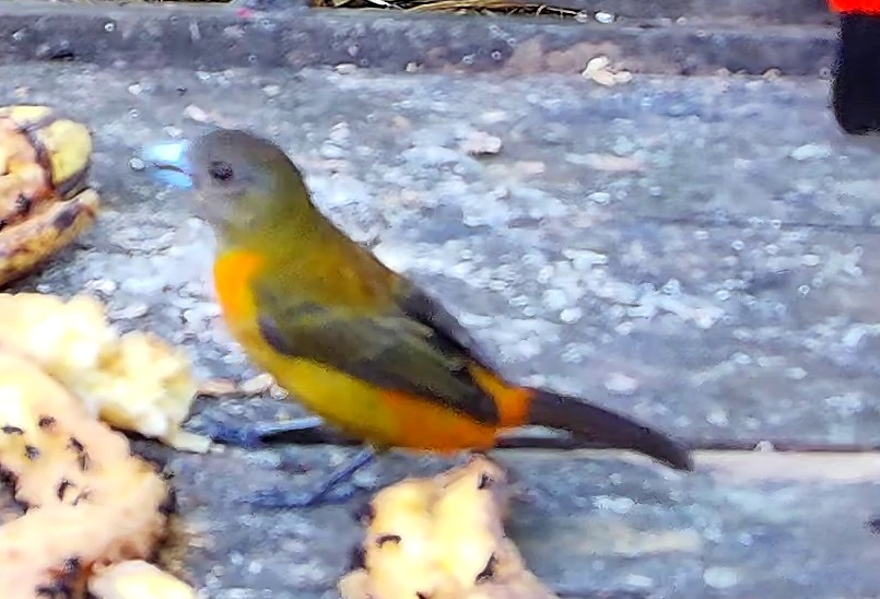 Cherrie's tanager
