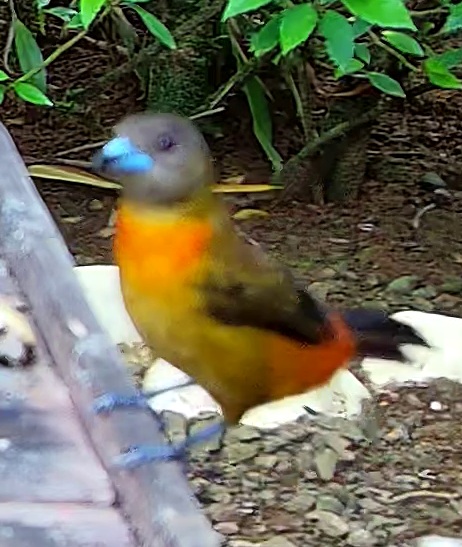 Passerini's Tanager