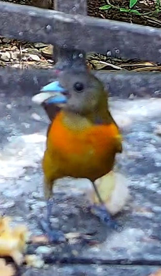 Crimson-backed Tanager