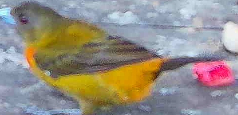 Orange-bellied euphonia