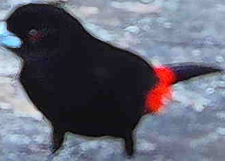 Scarlet-rumped Tanager