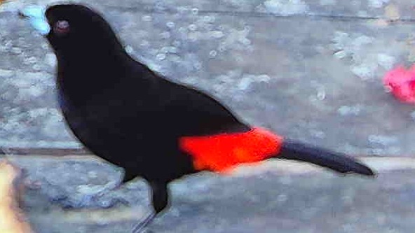 Scarlet-rumped Tanager