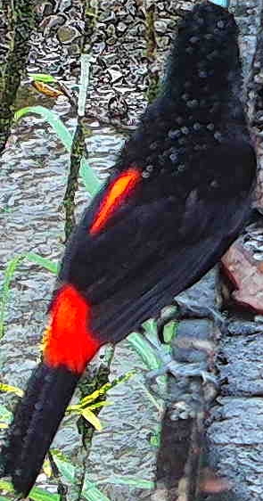 Scarlet-rumped Tanager