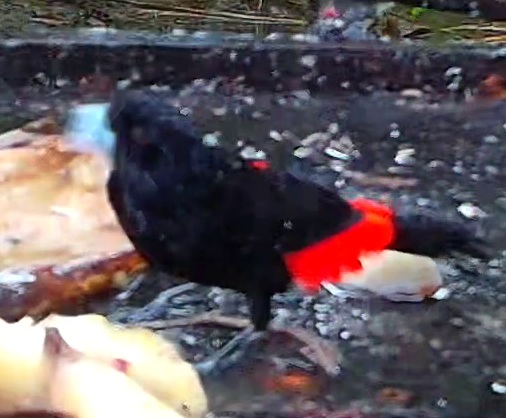 Scarlet-rumped Tanager