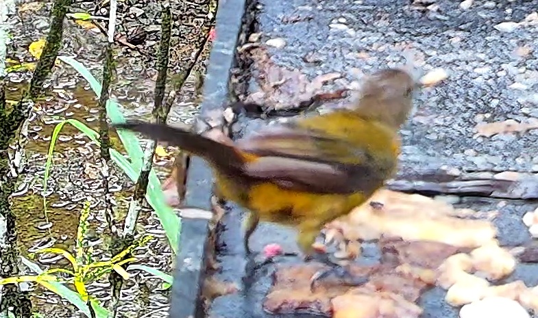 Palm Tanager