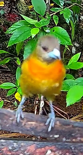 Flame-colored Tanager