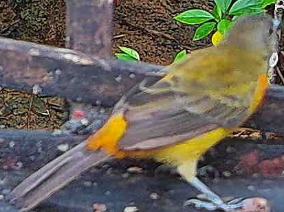 Flame-rumped Tanager