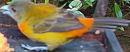 Flame-rumped Tanager