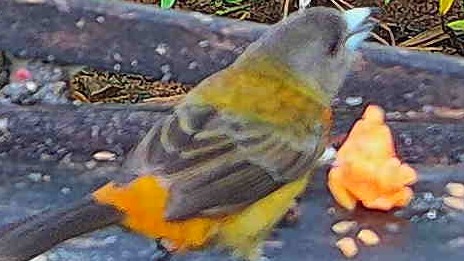 Flame-rumped Tanager