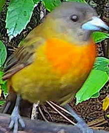 Crimson-backed Tanager